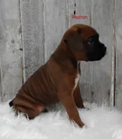 PAXTON, a male Boxer for sale in Apple Creek, OH – 3 of 7