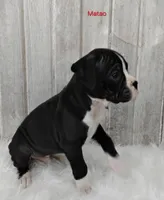 Matao, a male Boxer for sale in Apple Creek, OH – Photo 1 of 5