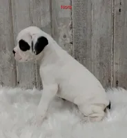 Nora, a female Boxer for sale in Apple Creek, OH – 2 of 5