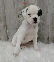 Nora, a female Boxer for sale in Apple Creek, OH – 1 of 5