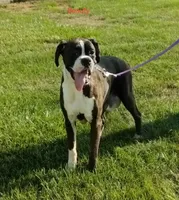 Nora, a female Boxer for sale in Apple Creek, OH – 5 of 5