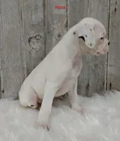 Nora, a female Boxer for sale in Apple Creek, OH – 3 of 5