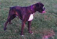 Nora, a female Boxer for sale in Apple Creek, OH – 4 of 5