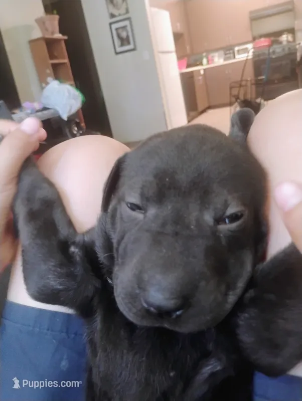 Cookie – Chinese Shar-Pei puppy for sale in Lancaster, CA