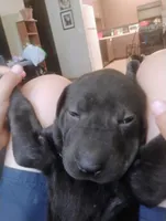 Cookie, a male Chinese Shar-Pei for sale in Lancaster, CA – 1 of 1