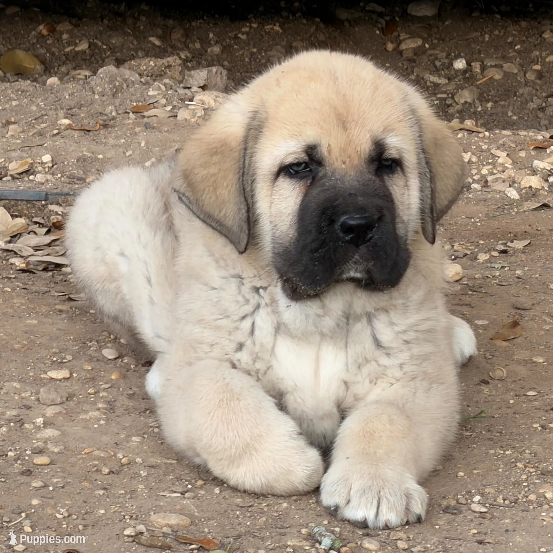 Male Puppy – Spanish Mastiff puppy for sale in Lockhart, TX