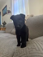 Whiskey, a male Belgian Malinois for sale in Waxahachie, TX – Photo 2 of 8