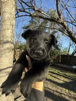 Whiskey, a male Belgian Malinois for sale in Waxahachie, TX – Photo 1 of 8