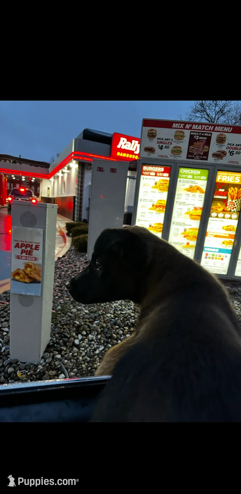 Whiskey, a male Belgian Malinois for sale in Waxahachie, TX – Photo 8 of 8