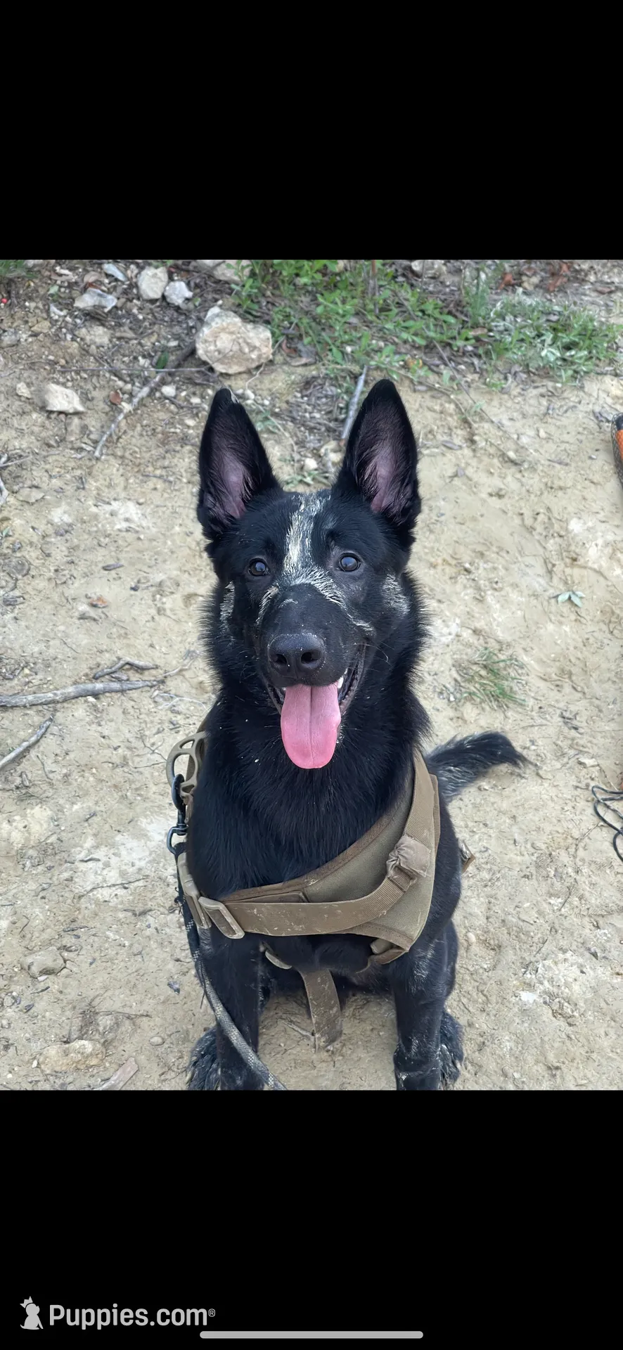 Foxtrot, a female Belgian Malinois for sale in Waxahachie, TX – Photo 3 of 7