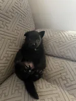 Foxtrot, a female Belgian Malinois for sale in Waxahachie, TX – Photo 2 of 7