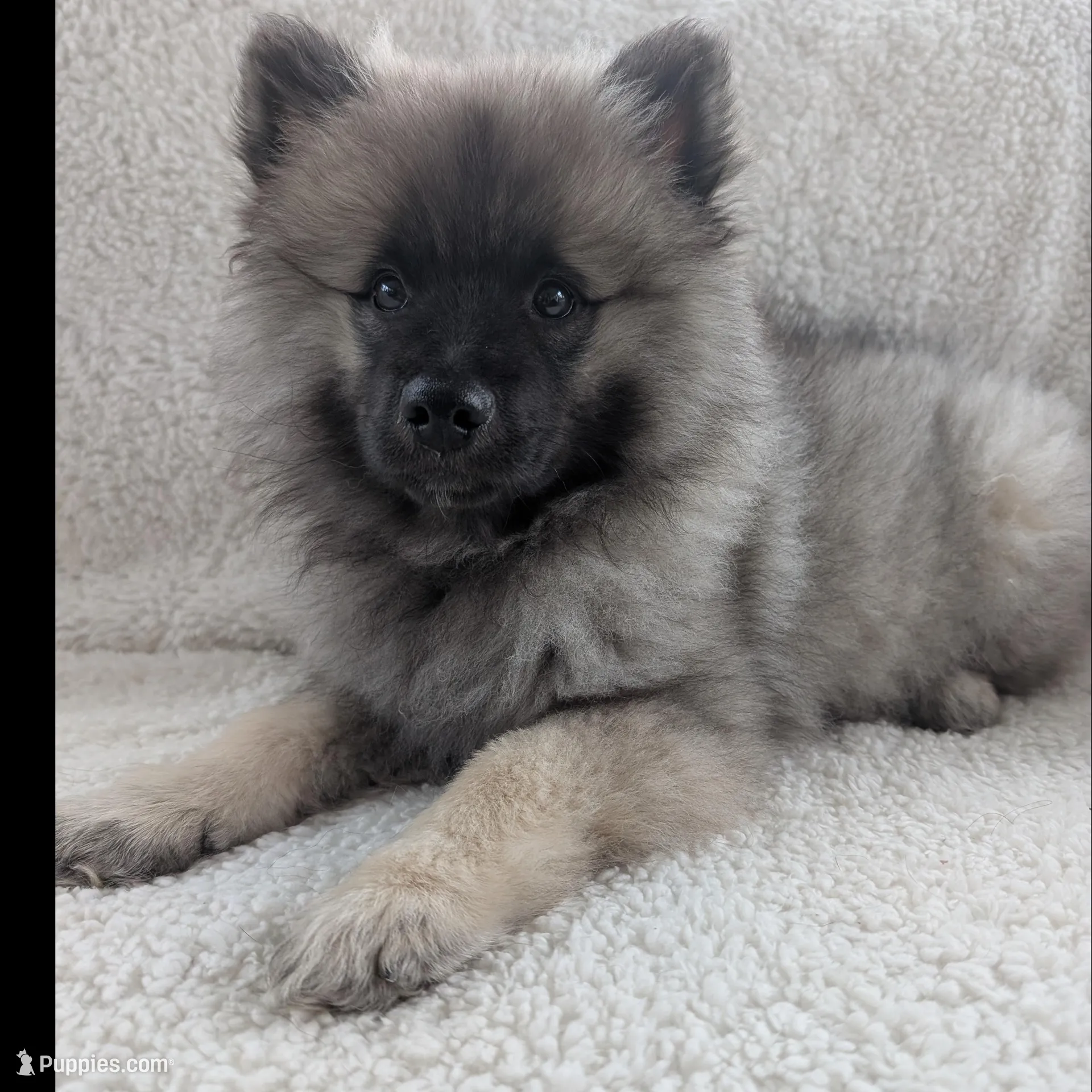 Princess  – Keeshond puppy for sale in Seville, OH