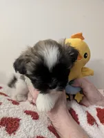 Jackie, a male Shih Tzu for sale in East Greenville, PA – Photo 2 of 2