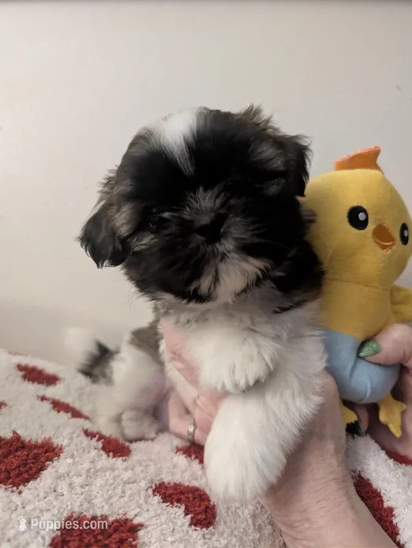 Jackie, a male Shih Tzu for sale in East Greenville, PA – Photo 1 of 2