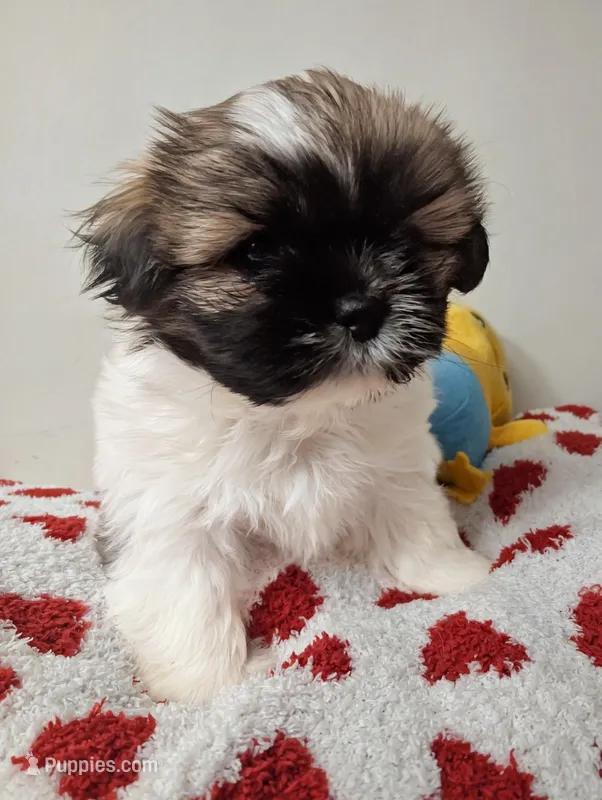 Mochi – Shih Tzu puppy for sale in East Greenville, PA