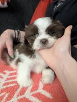 Hershey, a male Shih Tzu for sale in East Greenville, PA – Photo 3 of 3