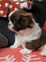 Hershey, a male Shih Tzu for sale in East Greenville, PA – Photo 2 of 3