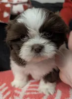 Hershey, a male Shih Tzu for sale in East Greenville, PA – Photo 1 of 3