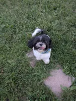 Marble, a male Shih Tzu for sale in East Greenville, PA – 3 of 4