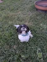 Marble, a male Shih Tzu for sale in East Greenville, PA – 2 of 4