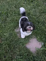 Marble, a male Shih Tzu for sale in East Greenville, PA – 4 of 4
