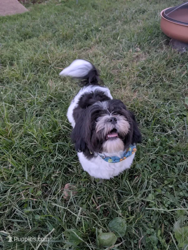 Marble – Shih Tzu puppy for sale in East Greenville, PA