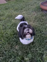 Marble, a male Shih Tzu for sale in East Greenville, PA – 1 of 4