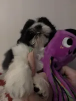 Taro, a male Shih Tzu for sale in East Greenville, PA – Photo 3 of 3