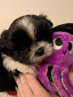 Taro, a male Shih Tzu for sale in East Greenville, PA – Photo 1 of 3