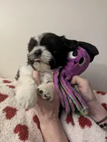 Taro, a male Shih Tzu for sale in East Greenville, PA – Photo 2 of 3