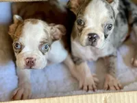 Boston, a male Boston Terrier for sale in Broxton, GA – Photo 2 of 2