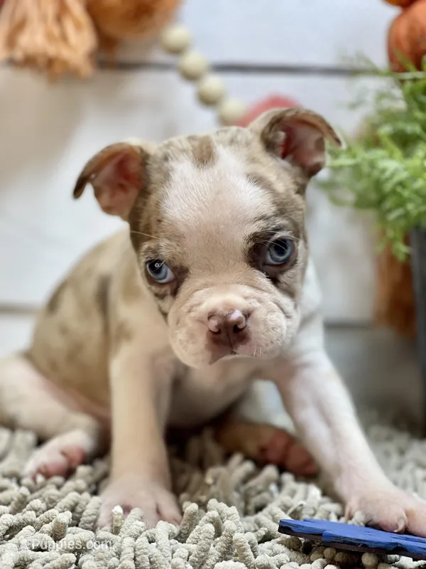 Boston, a male Boston Terrier for sale in Broxton, GA – Photo 1 of 2