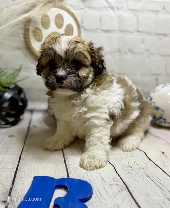 Shihchon – Bichon Frise, Shih Tzu puppy for sale in Broxton, GA