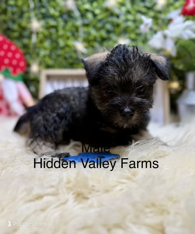 Mini Schnauzer  – Miniature Schnauzer puppy for sale in Broxton, GA