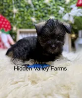 Mini Schnauzer , a female Miniature Schnauzer for sale in Broxton, GA – 1 of 1
