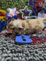 ShihPoo , a male Shihpoo for sale in Broxton, GA – 3 of 4