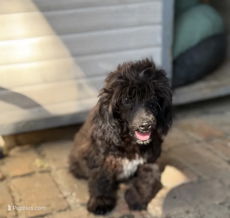 ShihPoo  – Shihpoo puppy for sale in Broxton, GA