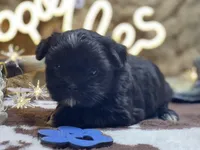 Shihtzu , a female Shih Tzu for sale in Broxton, GA – Photo 1 of 2