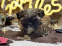 Shihtzu , a female Shih Tzu for sale in Broxton, GA – Photo 2 of 2