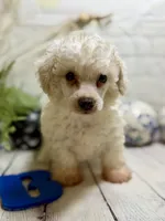 Toy Poodle , a female Poodle - Toy  for sale in Broxton, GA – 2 of 2