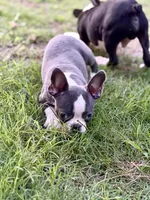 Fenchton, a male Frenchton for sale in Broxton, GA – 2 of 3