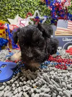 Mini Schnauzer , a female Miniature Schnauzer for sale in Broxton, GA – 4 of 4