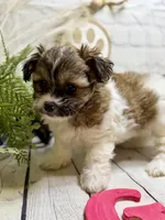 Shihchon, a female Bichon Frise and Shih Tzu for sale in Broxton, GA – 2 of 2