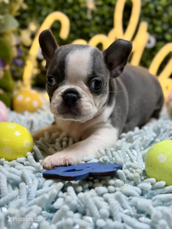Fenchton – Frenchton puppy for sale in Broxton, GA