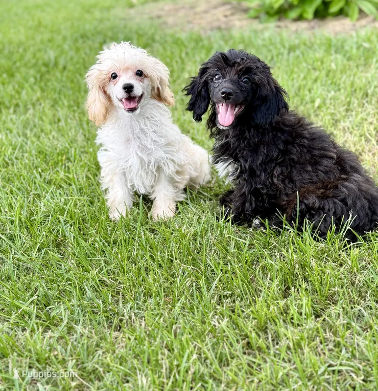 ShihPoo  – Shihpoo puppy for sale in Broxton, GA