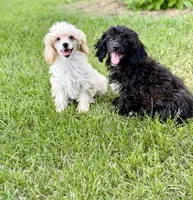 ShihPoo , a male Shihpoo for sale in Broxton, GA – 1 of 1