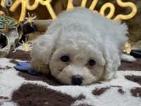 Poochon, a male Bichpoo for sale in Broxton, GA – Photo 2 of 2