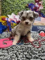 Mini Schnauzer , a female Miniature Schnauzer for sale in Broxton, GA – 2 of 4