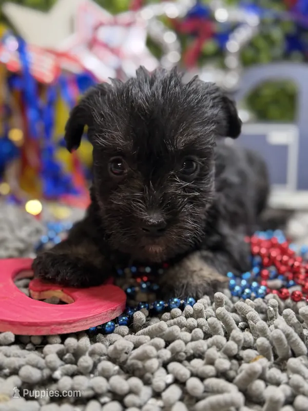 Mini Schnauzer  – Miniature Schnauzer puppy for sale in Broxton, GA