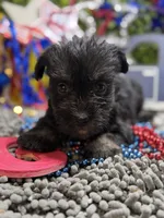 Mini Schnauzer , a female Miniature Schnauzer for sale in Broxton, GA – 1 of 4
